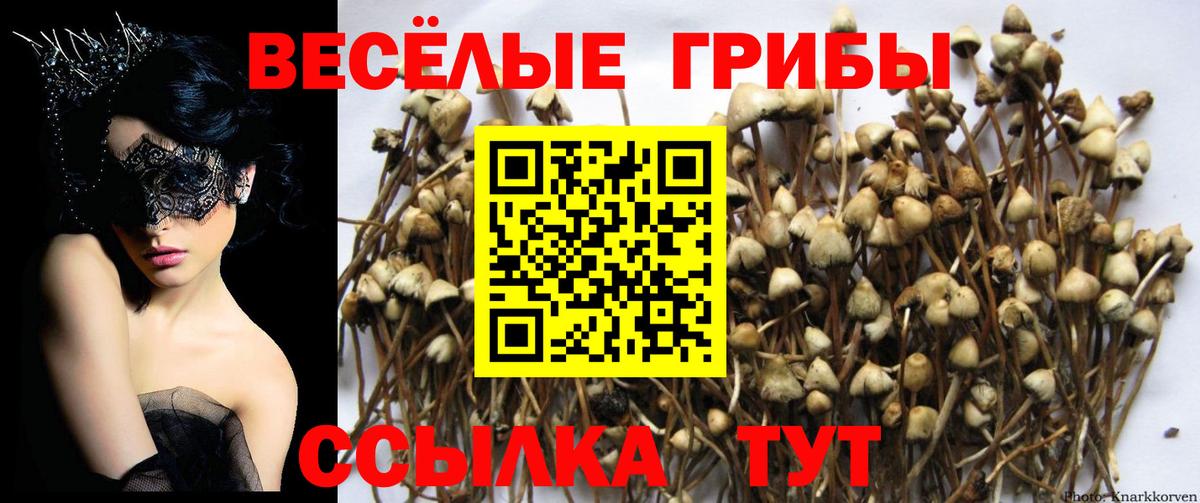 Галлюциногенные грибы Psilocybine cubensis  Вход с VPN  Псилоцибиновые грибы мухоморы  Волгоград 
